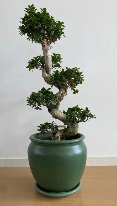 Bonsai in Green 50cm Pot 0