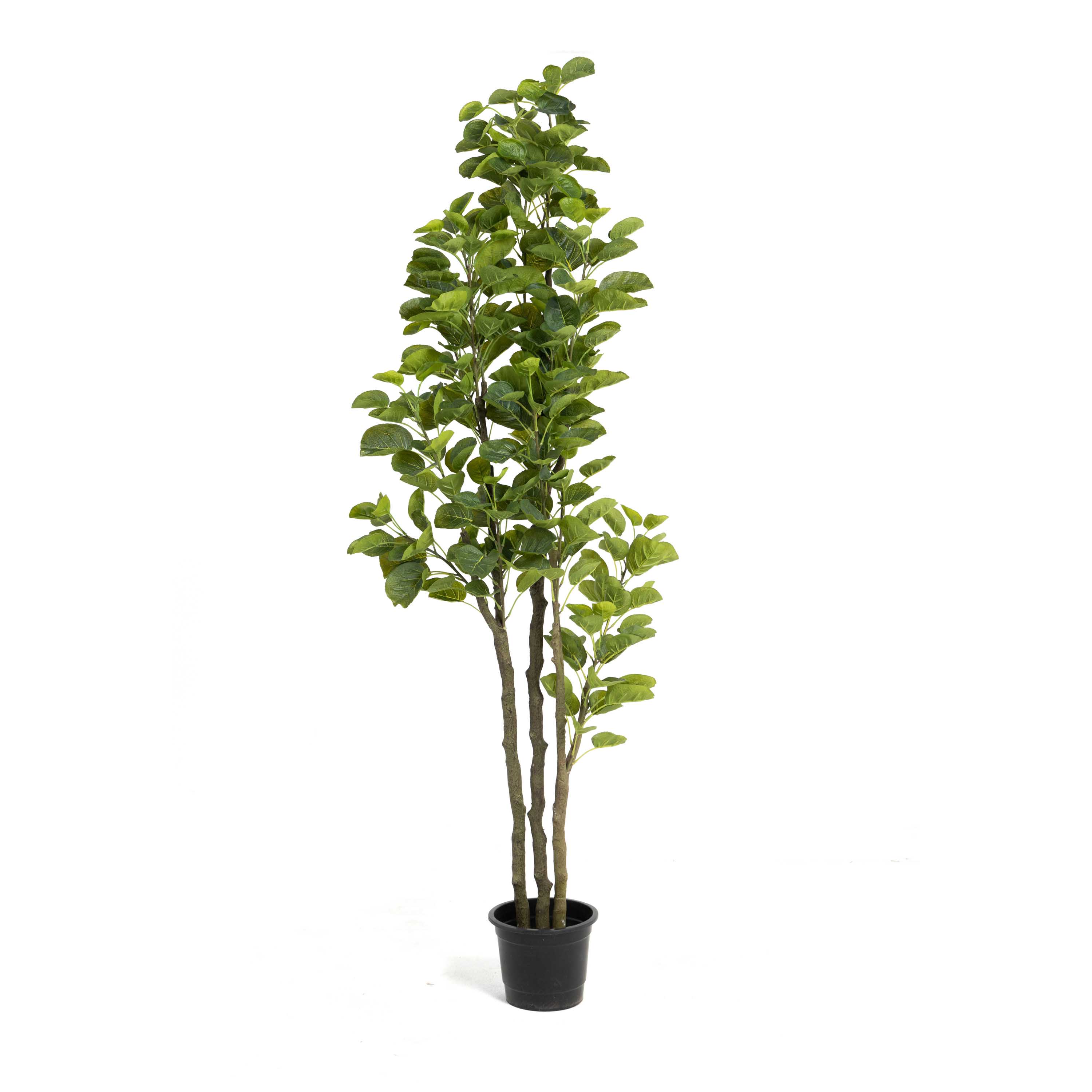 Ficus Artificial Plant 0