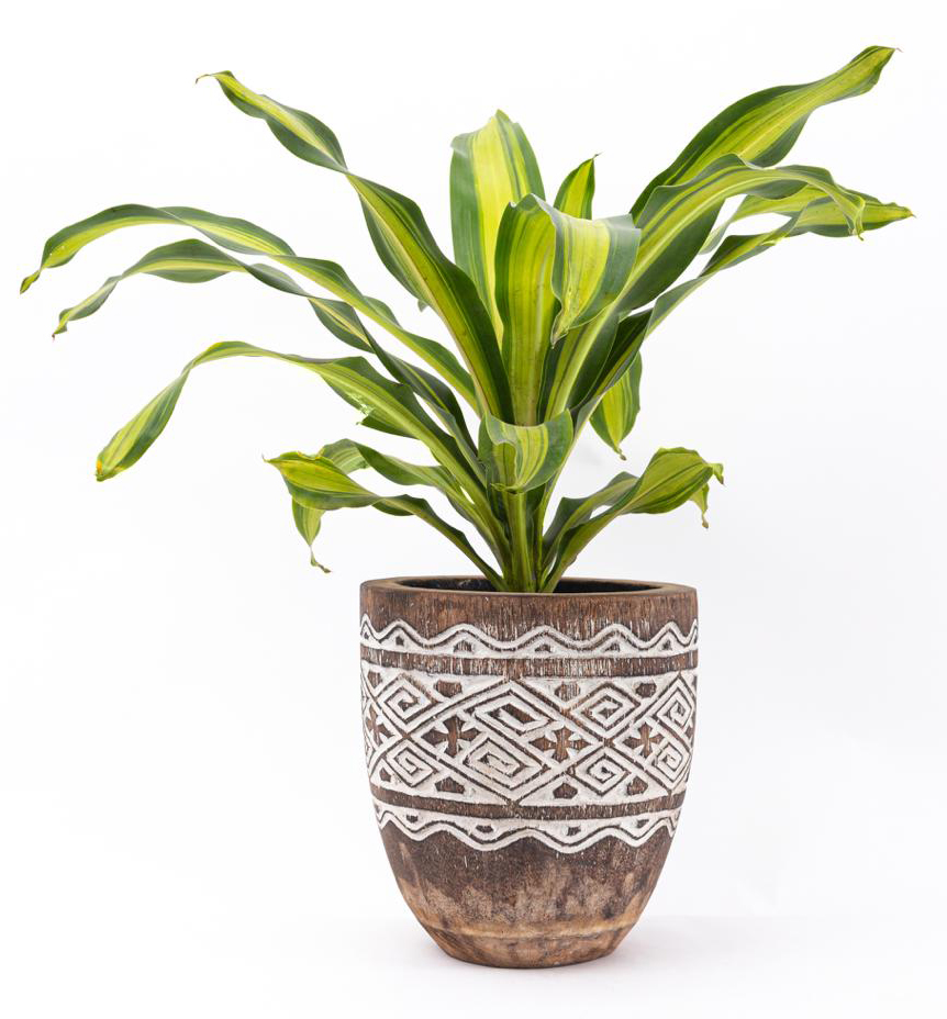 Brown Engraved Plant Pot (Medium) 0