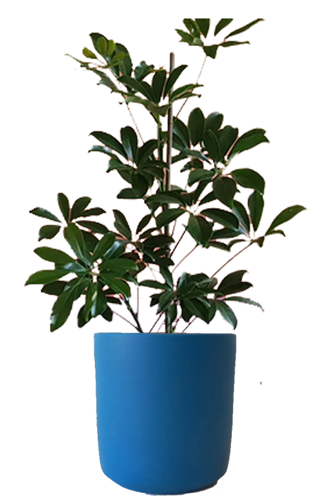 Schefflera in 15 cm Blue Pot 0