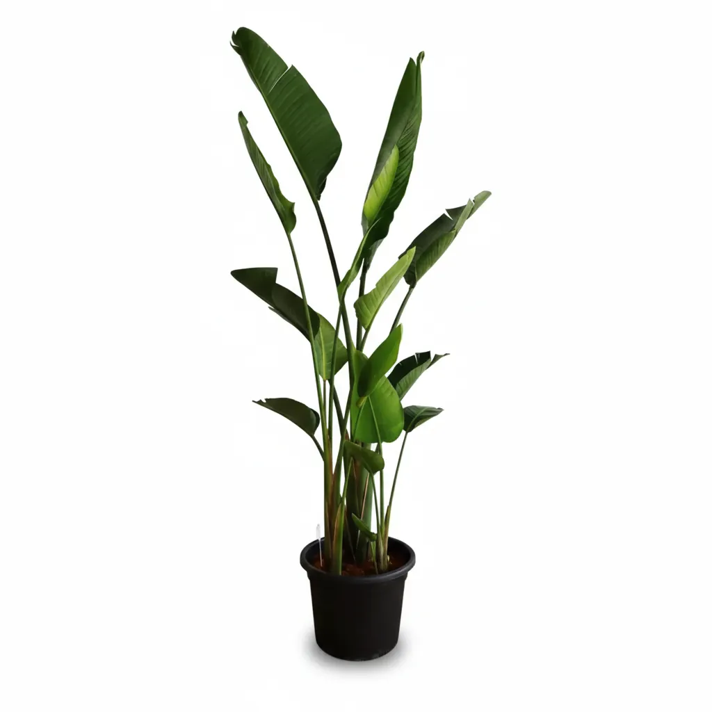 Strelitzia Nicolai Natural Plant