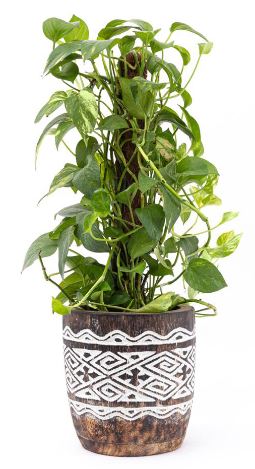 Brown Engraved Plant Pot (Small) 0