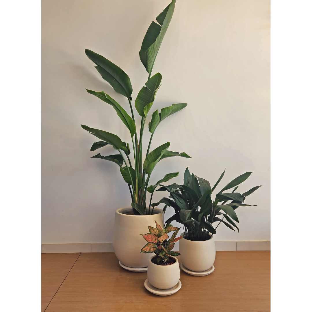 Medium-Light Plant Trio in Pots 0