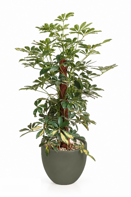 Variegated Schefflera Natural Plant In Curve Pot