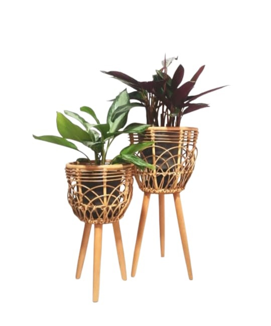 Calathea & Chinese Evergreen With Bamboo Holders 0
