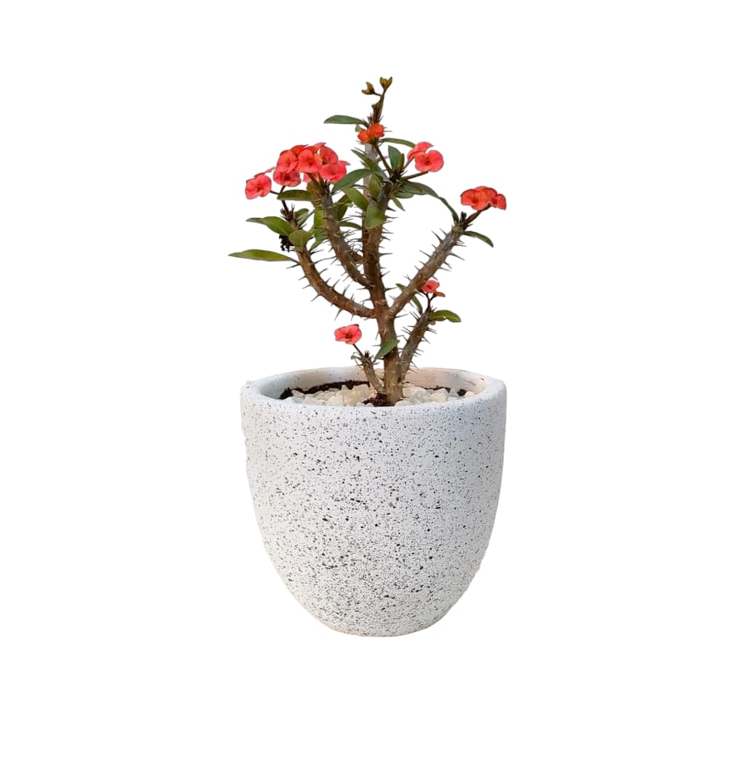 Euphorbia with a terrazzo white pot 0