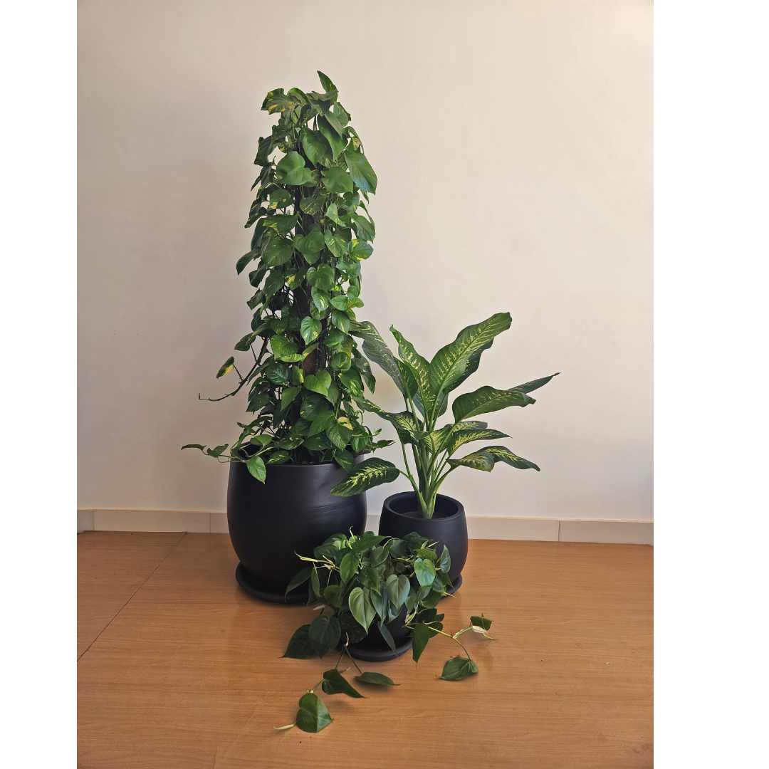 Large Low Light Plant Trios - Black Pots 0