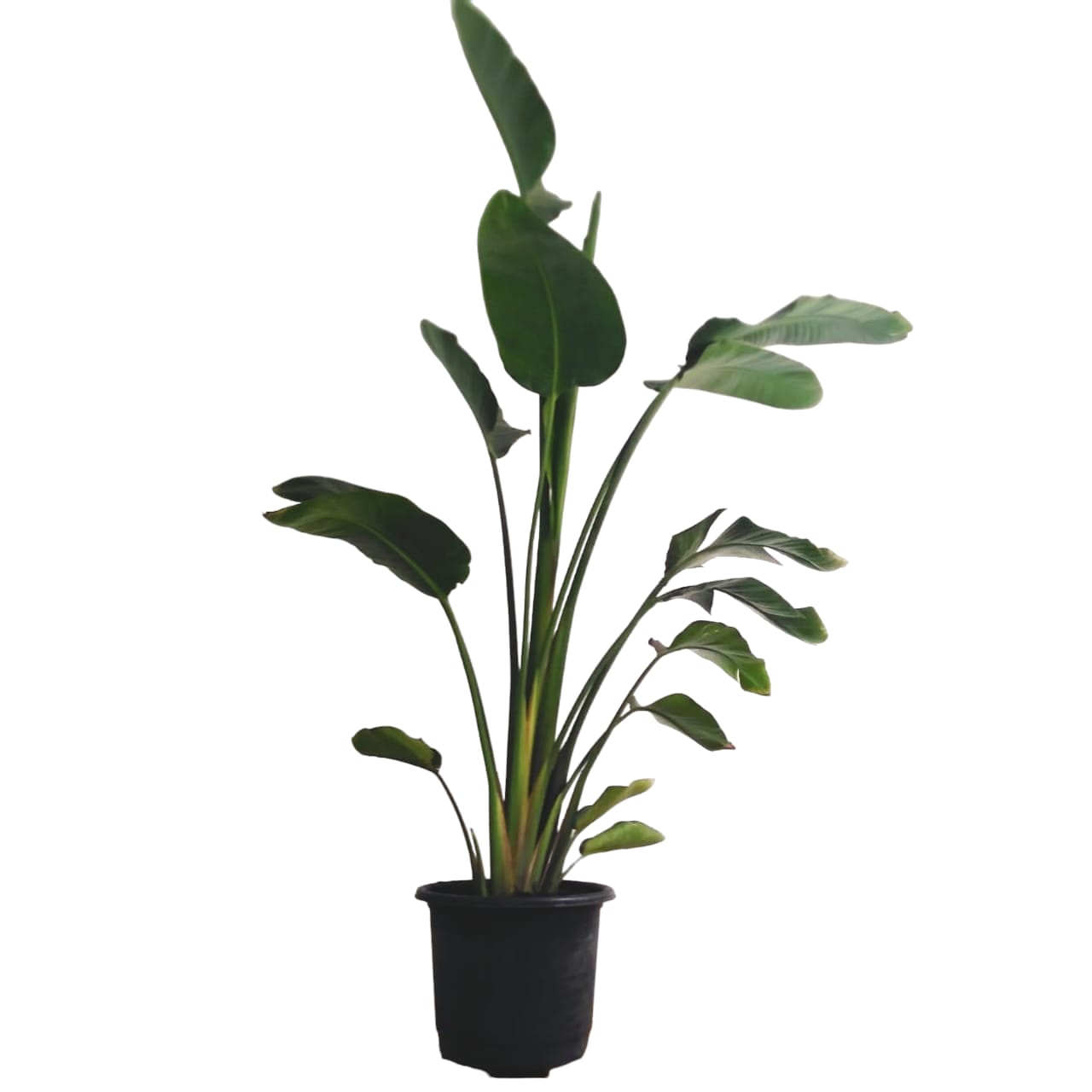 Augusta - Indoor Natural Plants 0