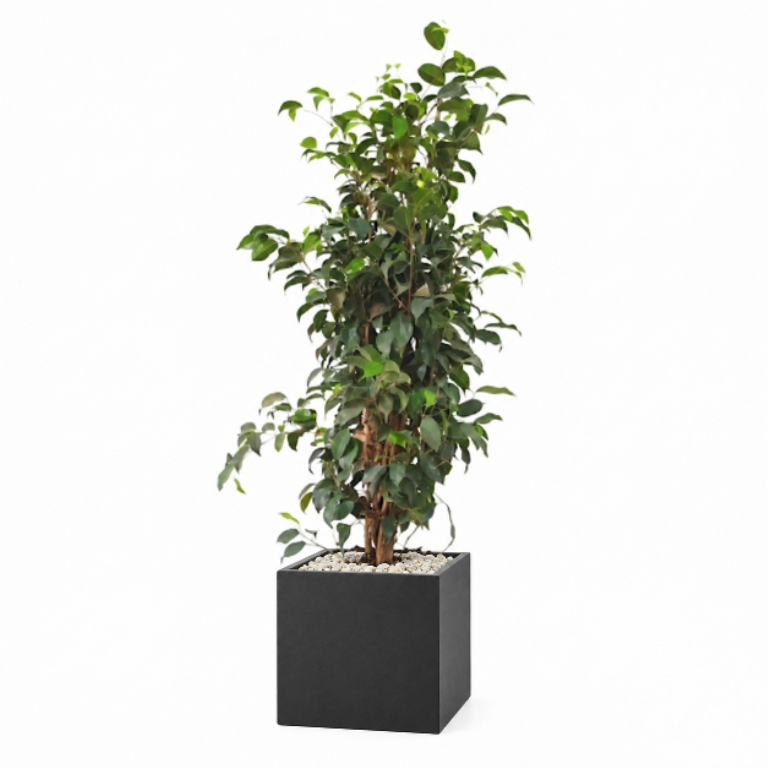 Natural Weeping Fig In Cube Pot