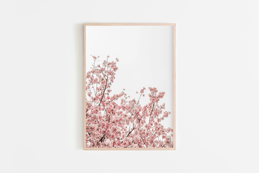 Cherry Blossom 1