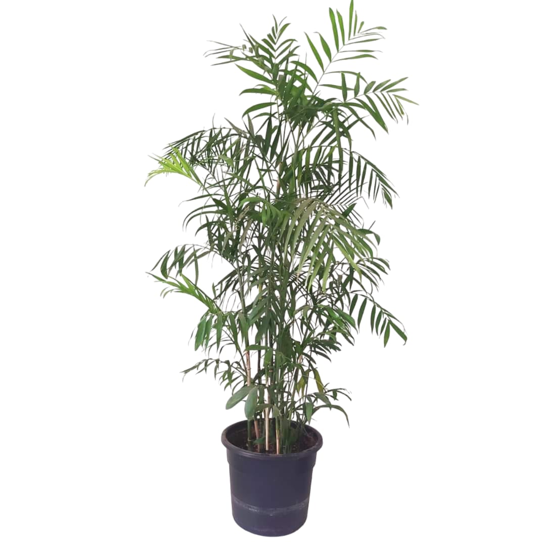 Bamboo Plant 0