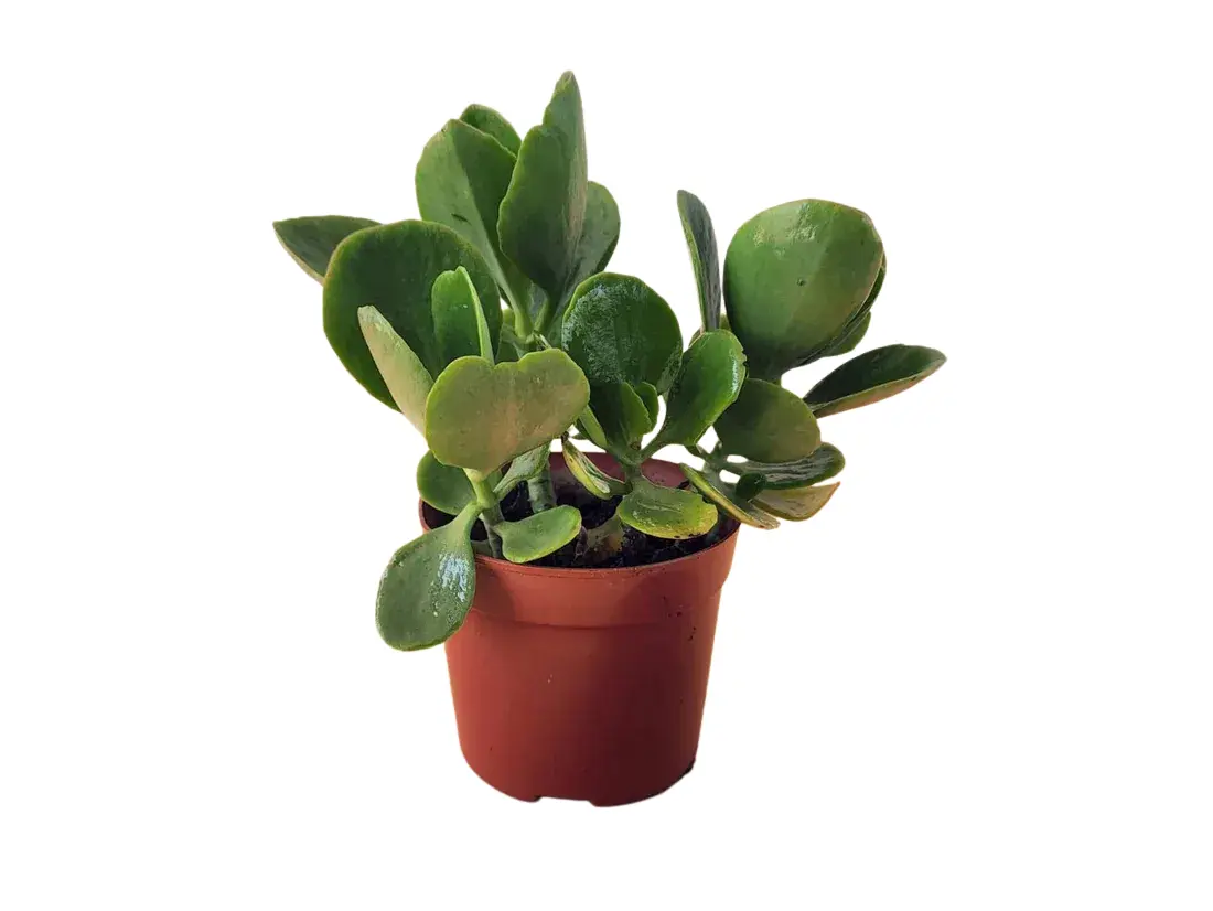 Crassula Ovata 0