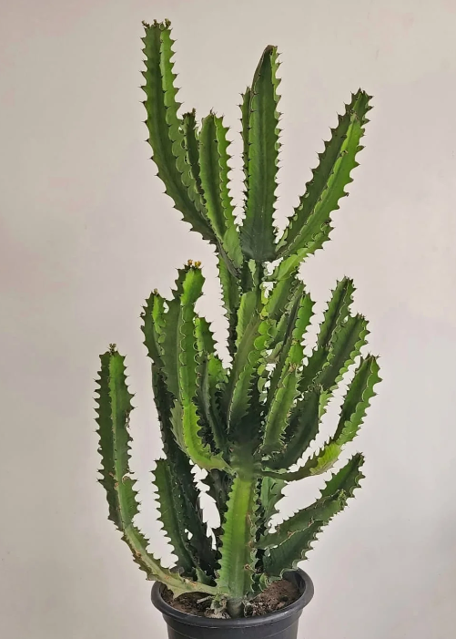 Euphorbia Plant 0