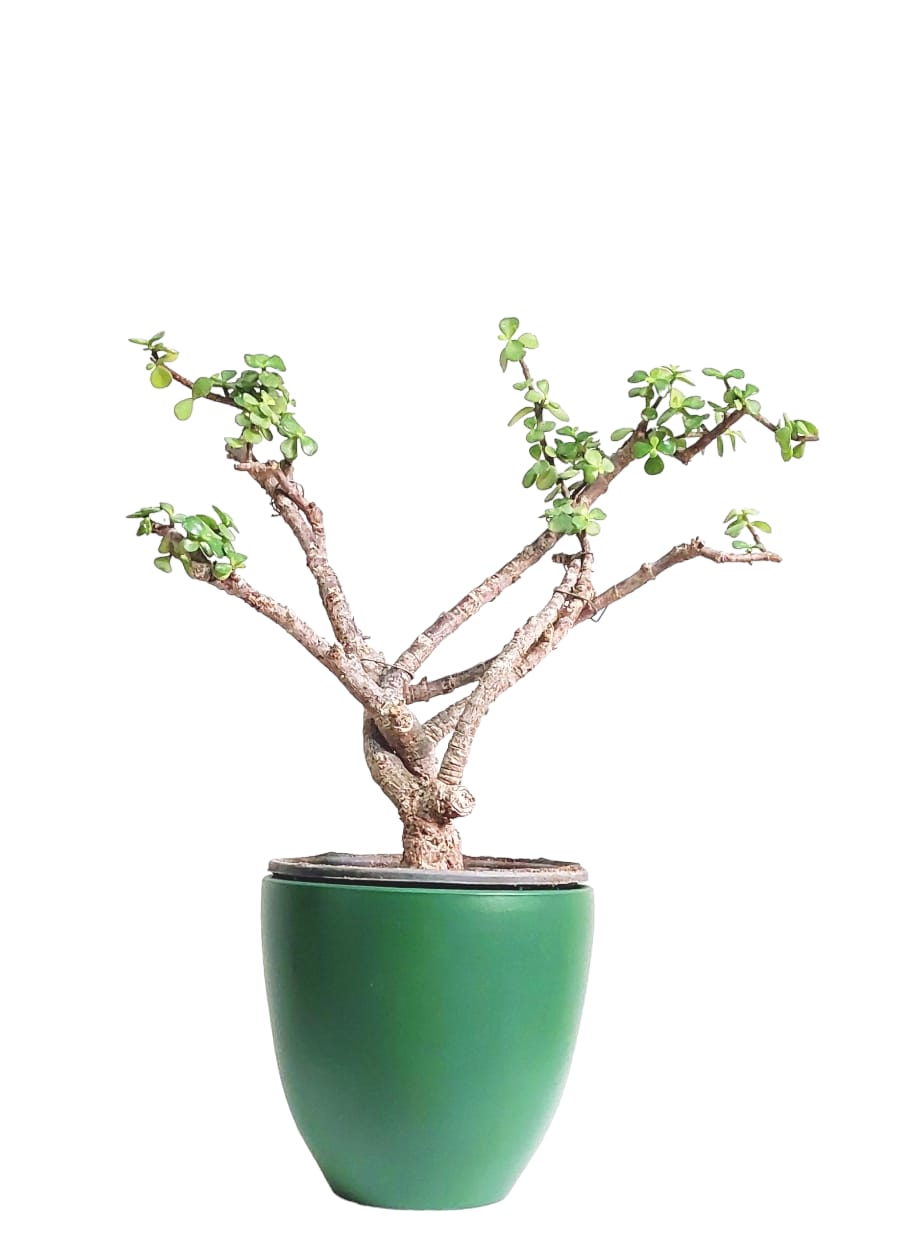 Jade Plant with Green Pot 0