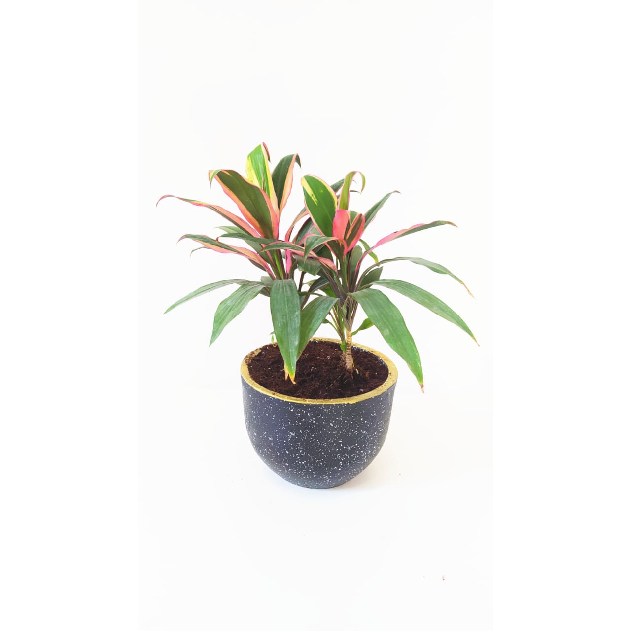 Cordyline with a terrazzo black pot 0