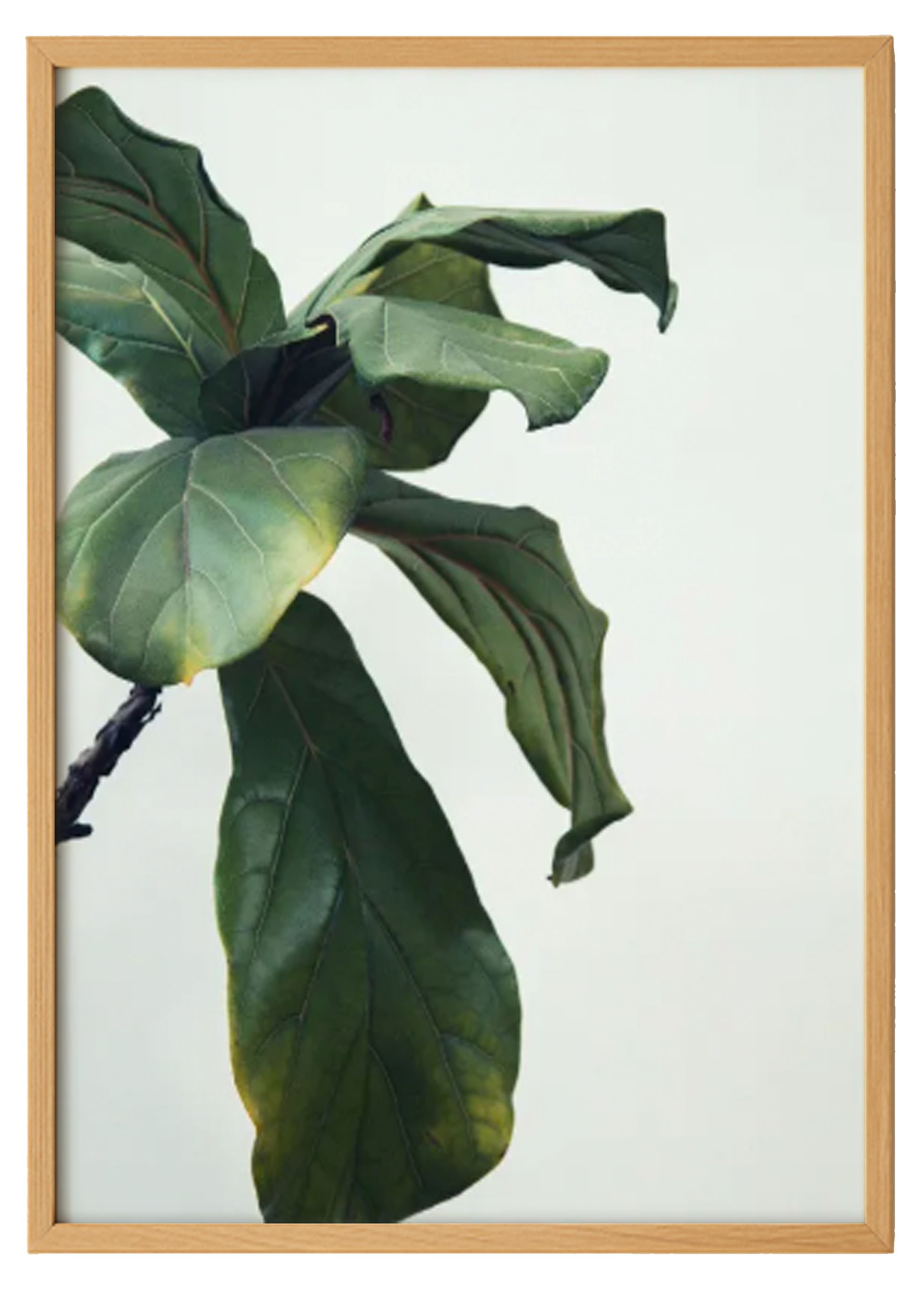 Green Leaf Print 1 0