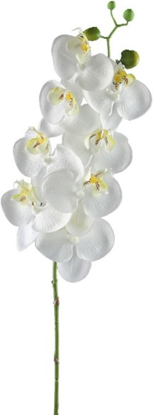 Decorative Orchid Eucalyptus White 0