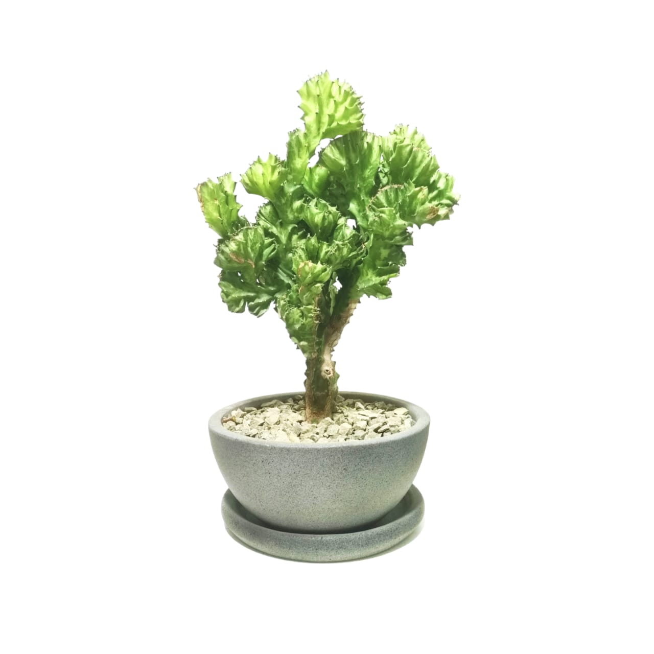 Euphorbia Lactea with grey terrazzo pot 0