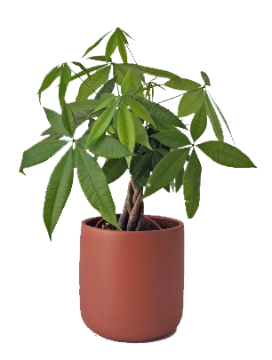 Mini Money Tree in Terracotta 0
