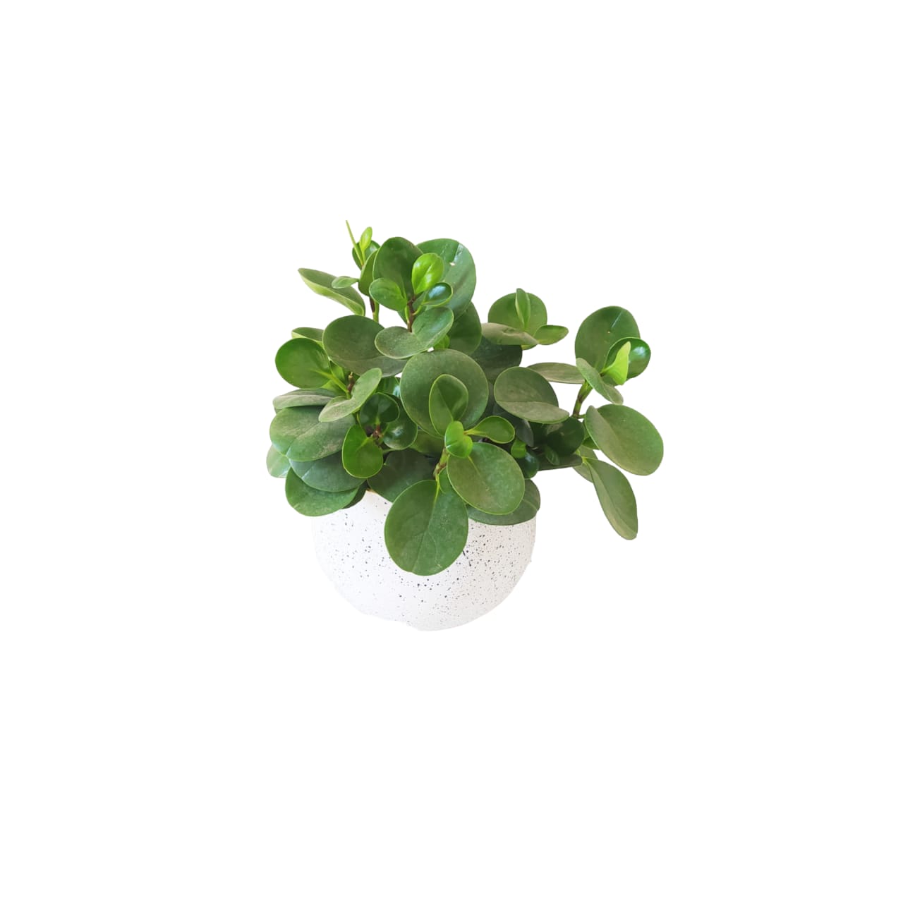 Green Baby Rubber with a terrazzo White pot 0