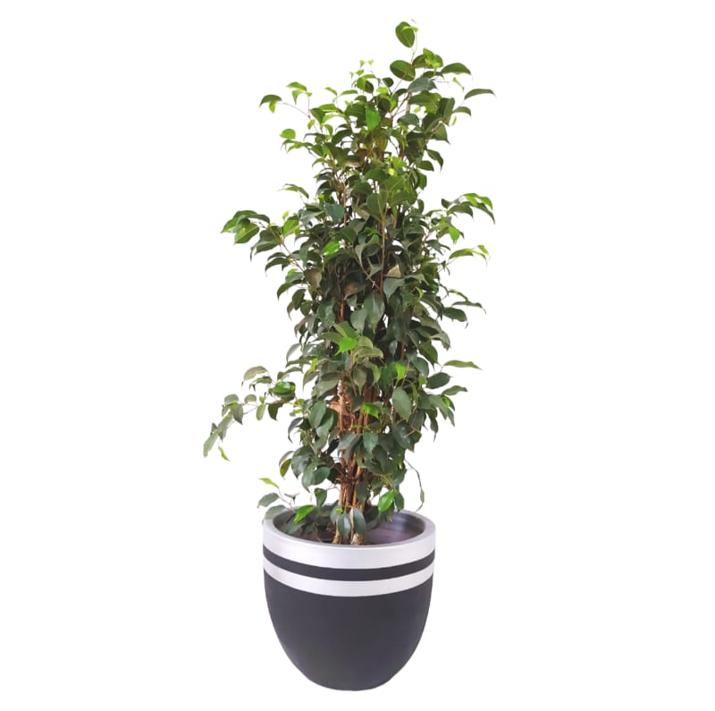 Weeping Fig - Indoor Natural Plants 0