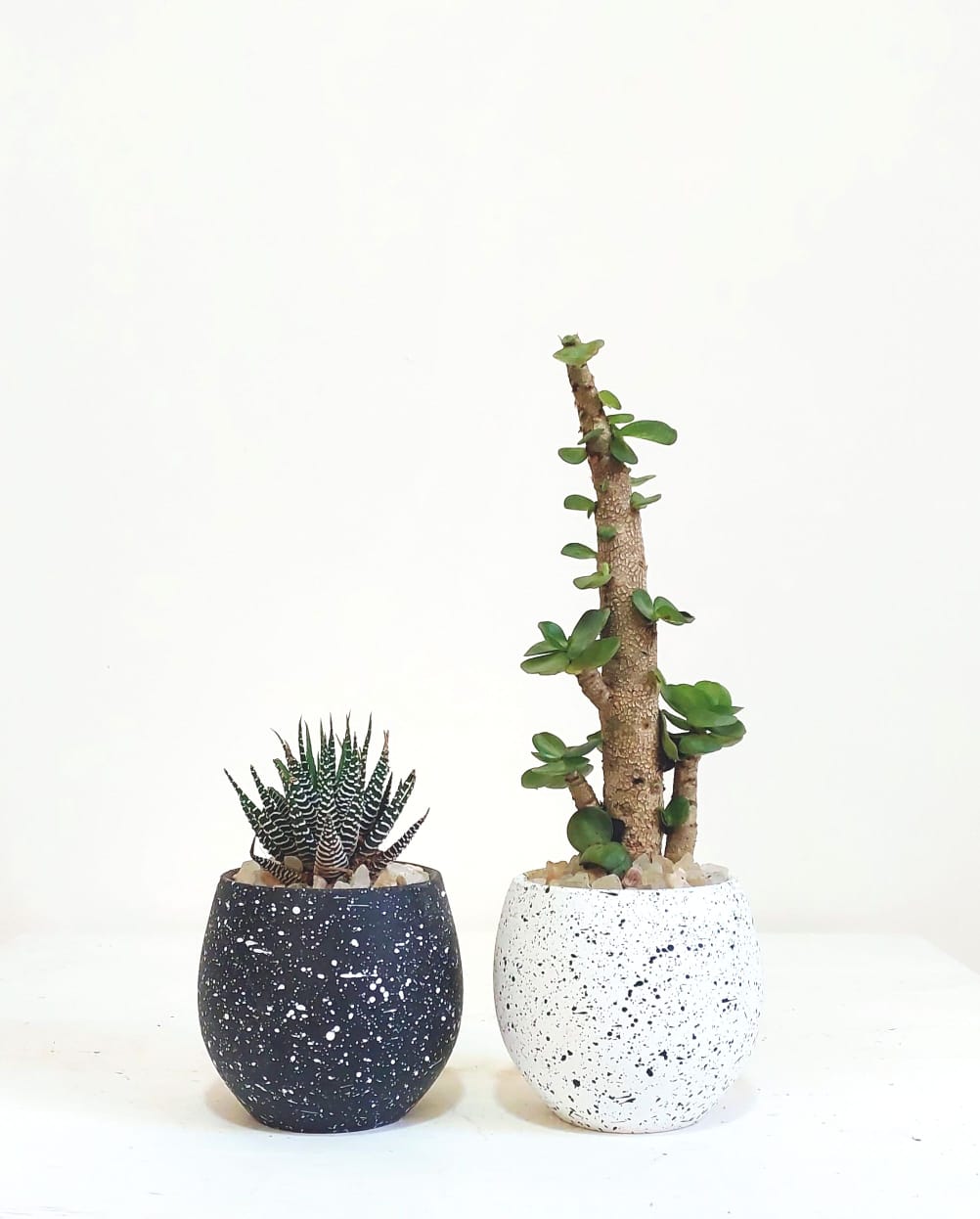 Haworthia Cactus Set 0