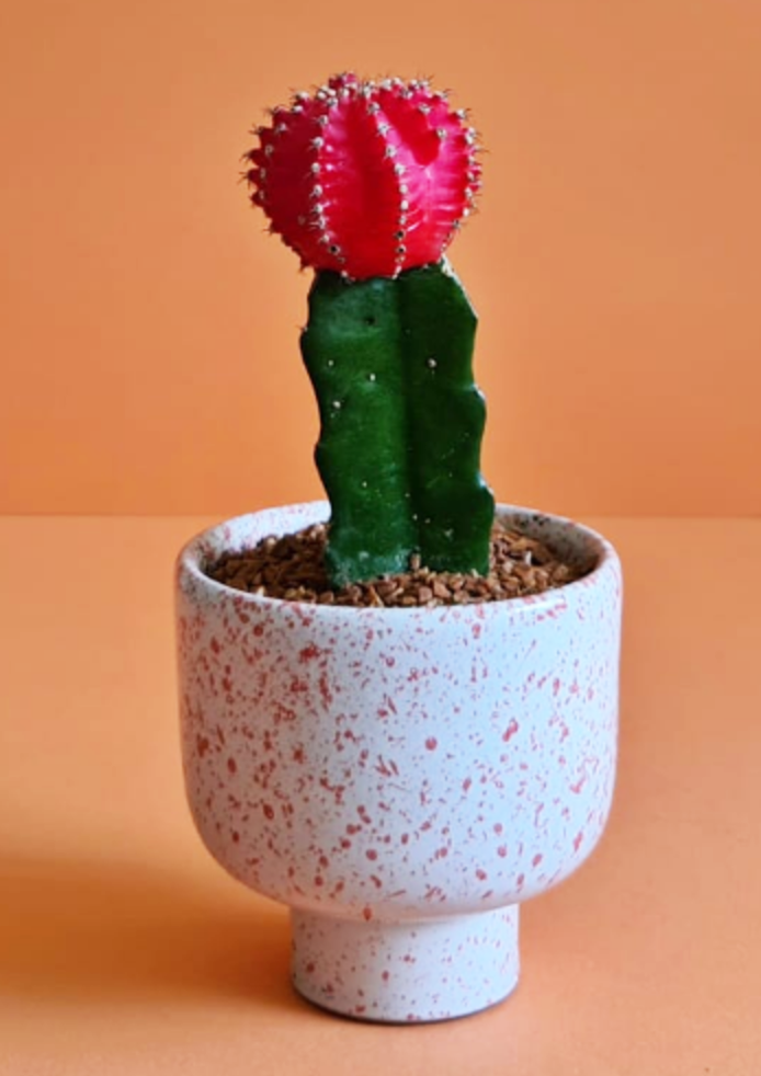 Red Moon Cactus 0
