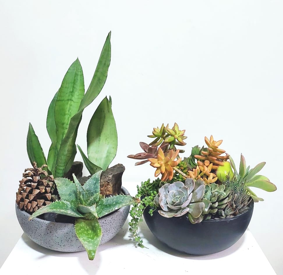 Pinecone and Nebula Set 0