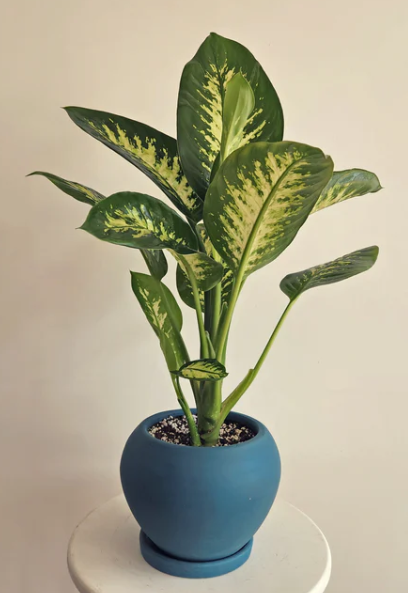 Dieffenbachia Tropic Snow in Dark Teal Pot 0
