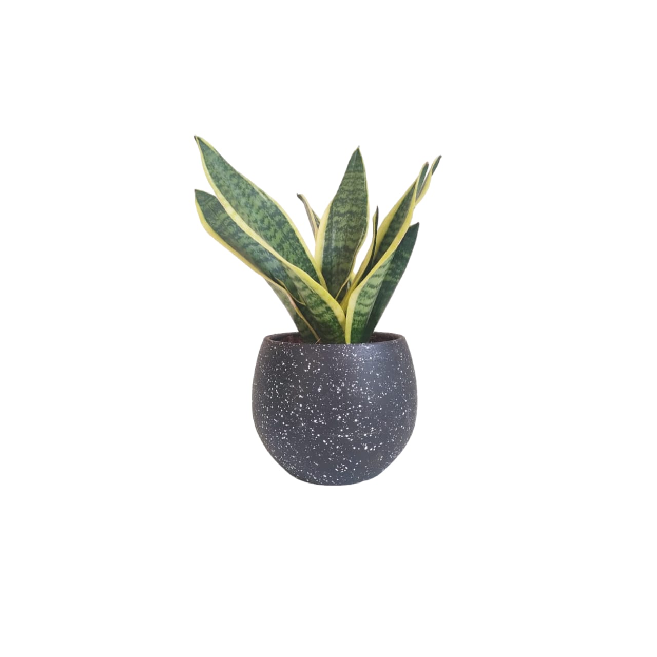 Gold Snake with a terrazzo black pot 0
