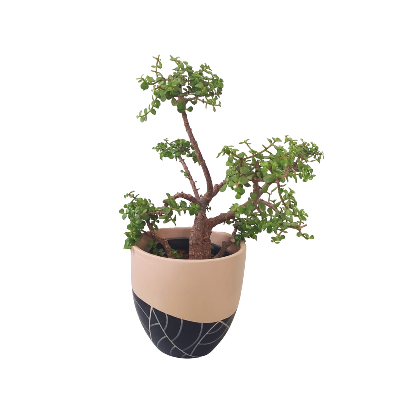 Jade tree with Black Leaf Pot 0