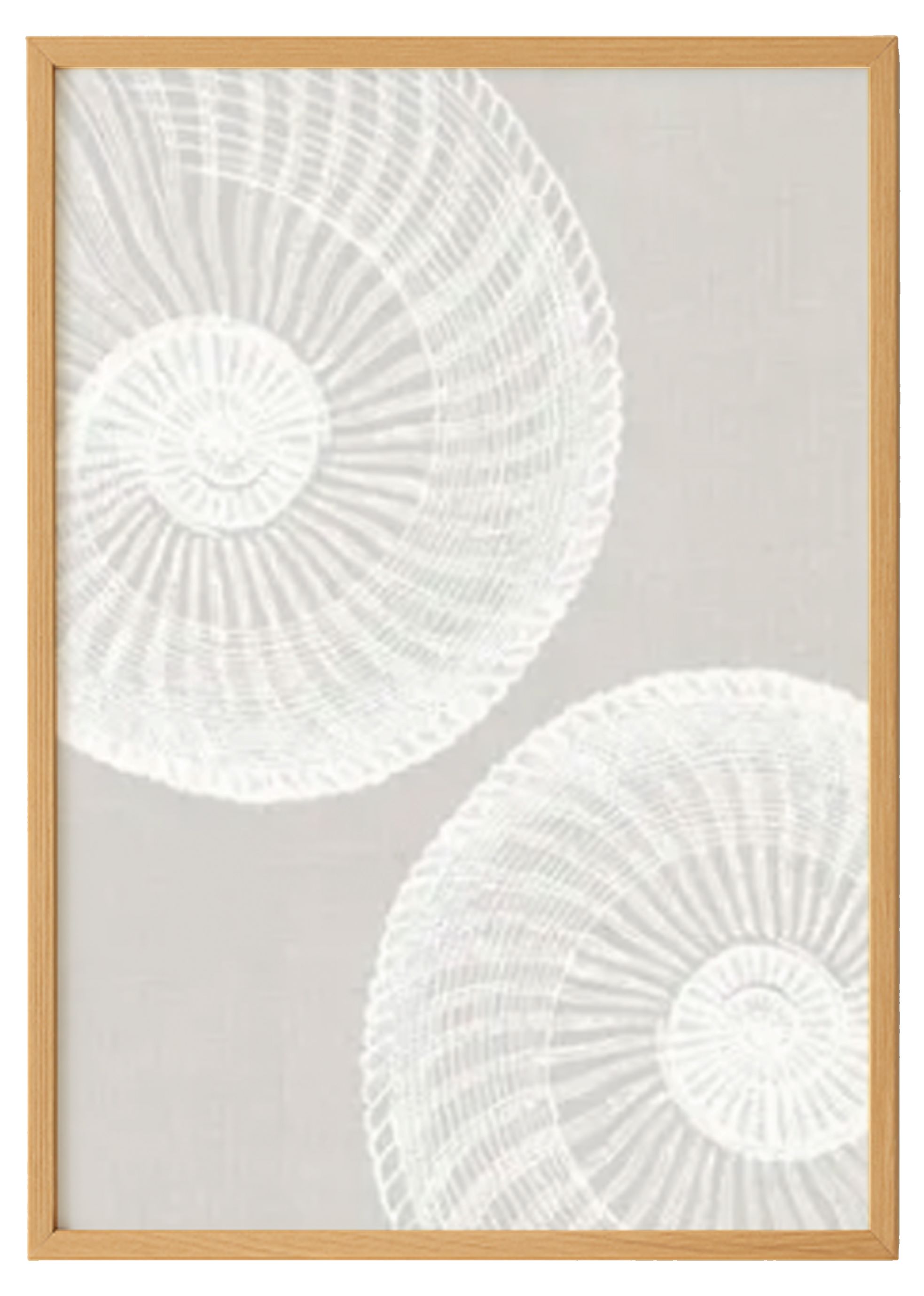 Seashell Print 0