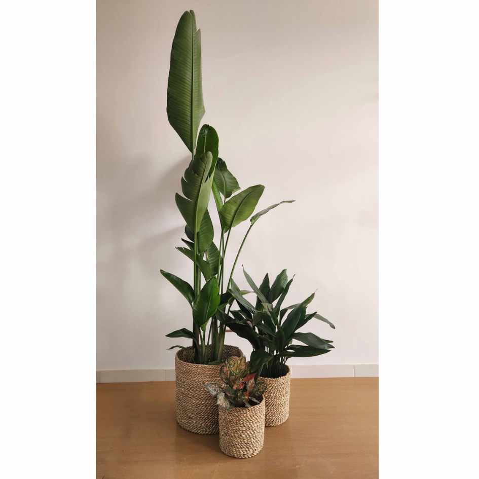 Medium Light Trio in Baskets 0