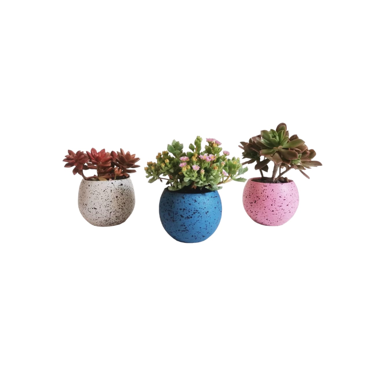 Cactus Sisters Set 0