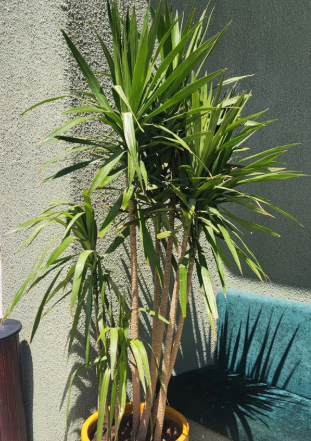 زرع طبيعي خارجي 0