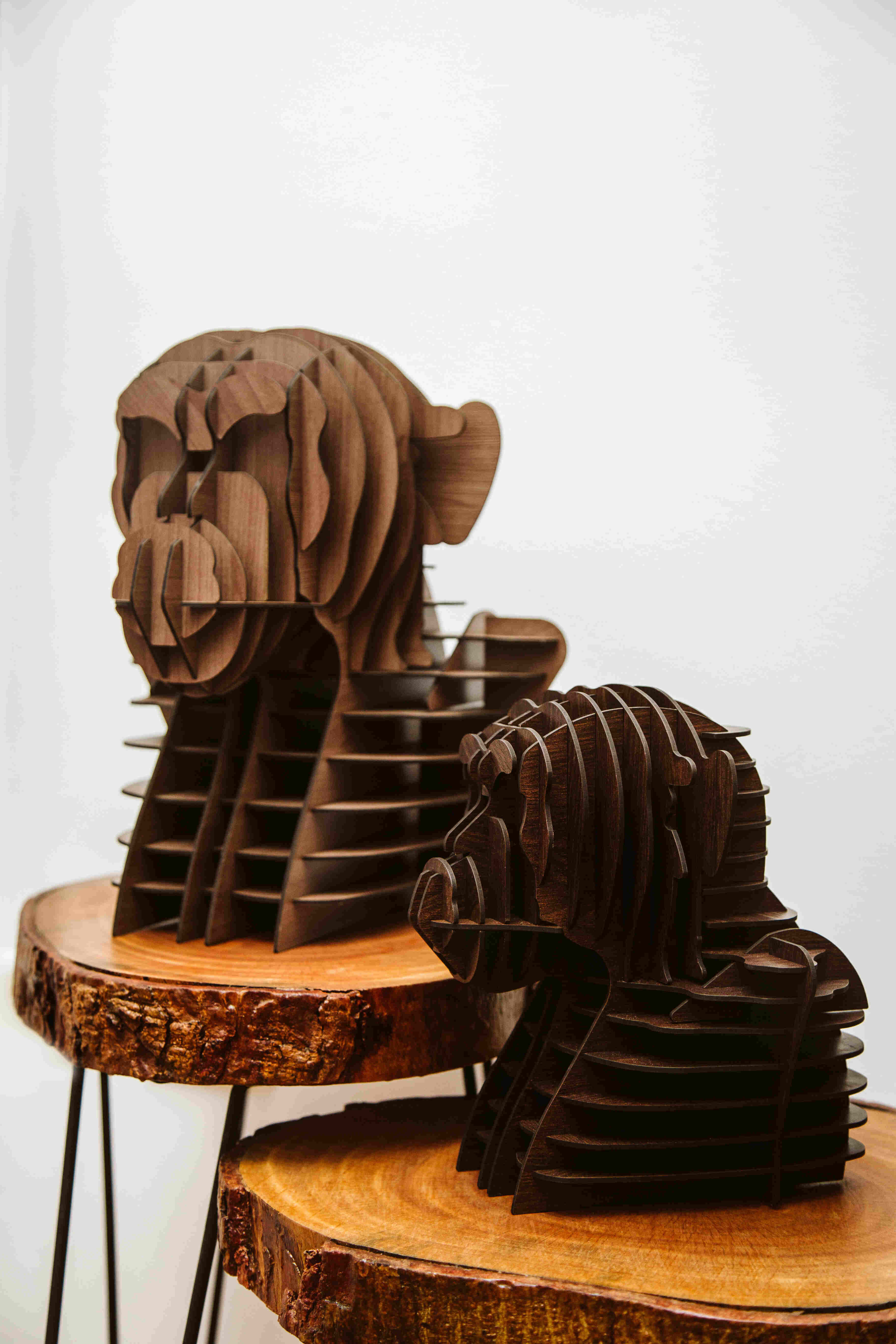 Alpha Chimpanzee Head 4
