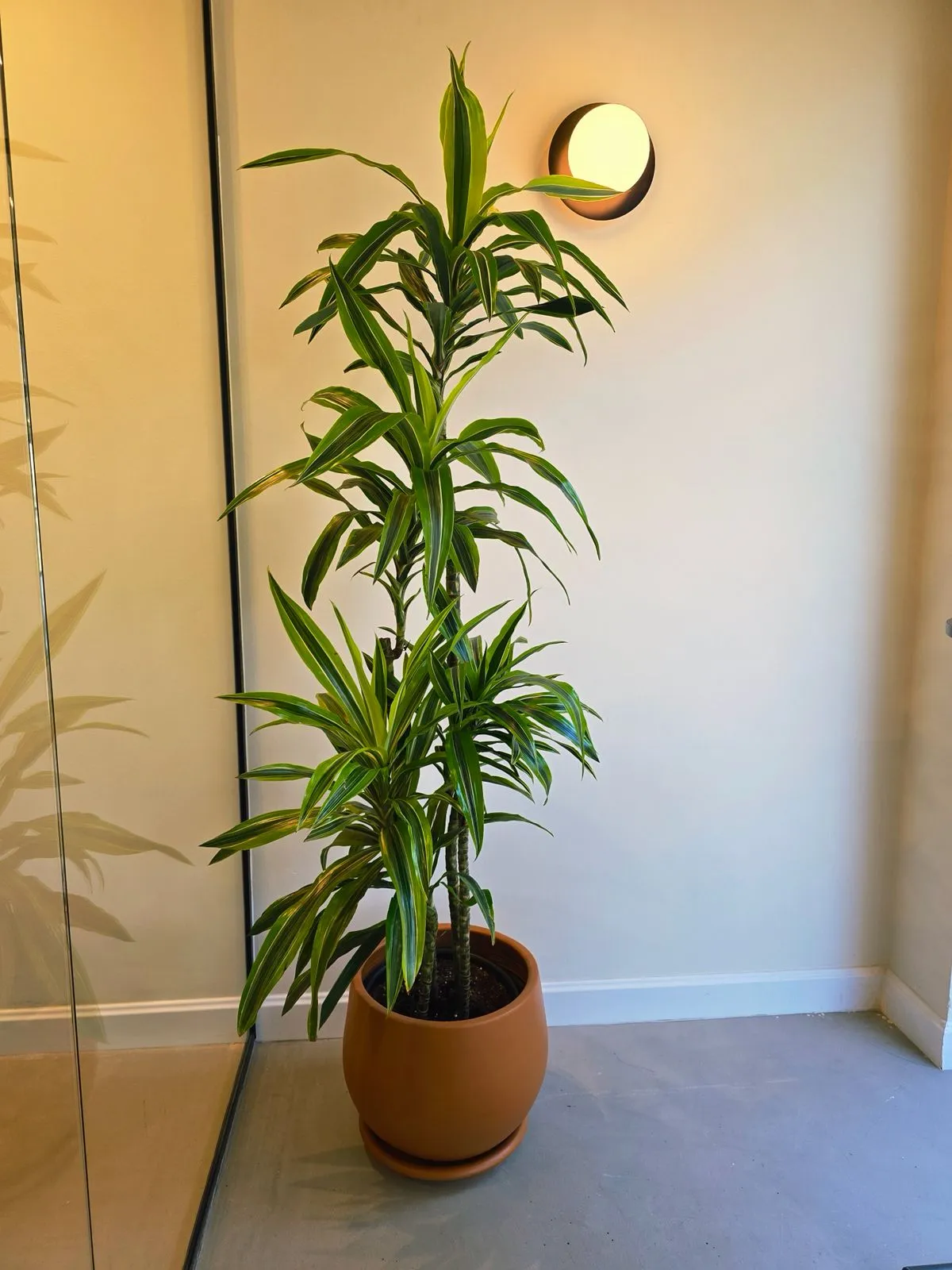 Dracaena Lemon Lime with Curvy Pot 1