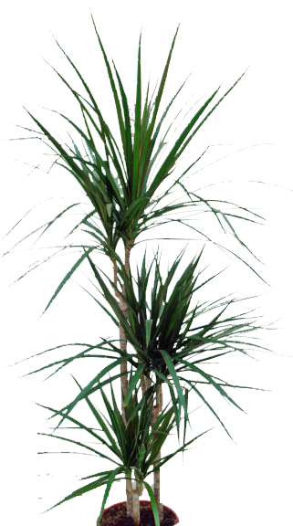 Dracaena Marginata Plant 0