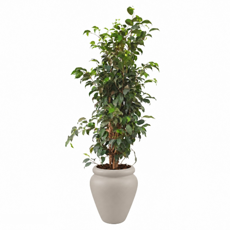 Tall Natural Weeping Fig Classic