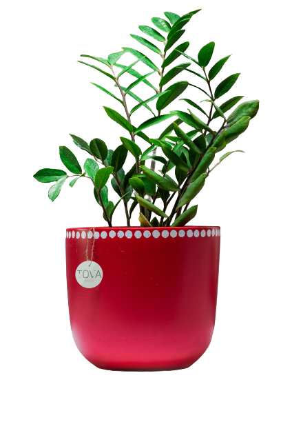 Devine Dotty Red Pot 0