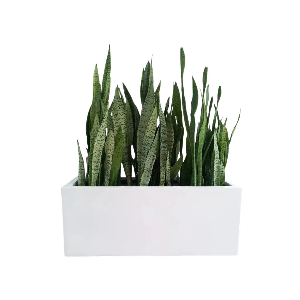 Outdoor/Indoor Snake plant - Rectangular Pot 0
