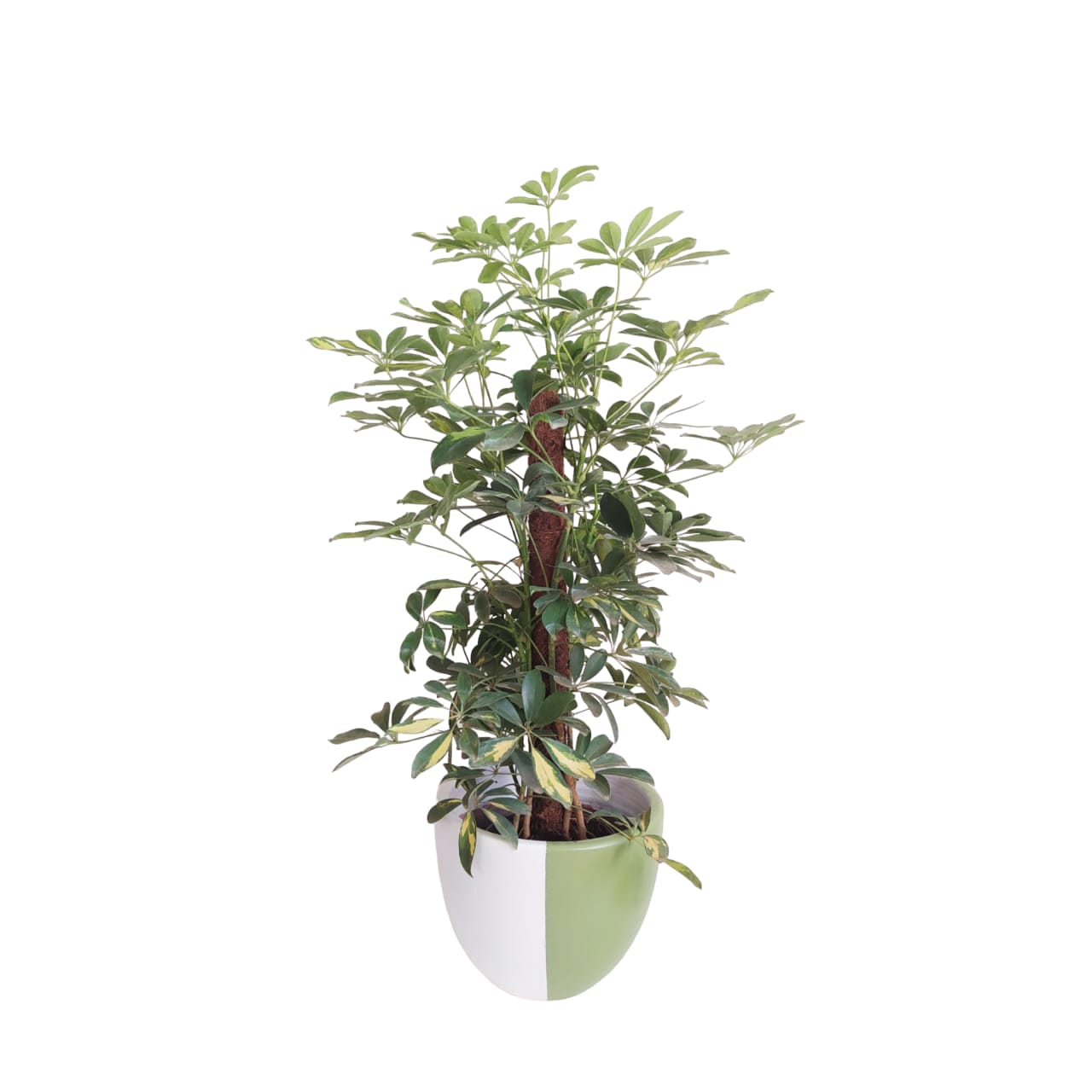 Schefflera with Green & White Pot 0