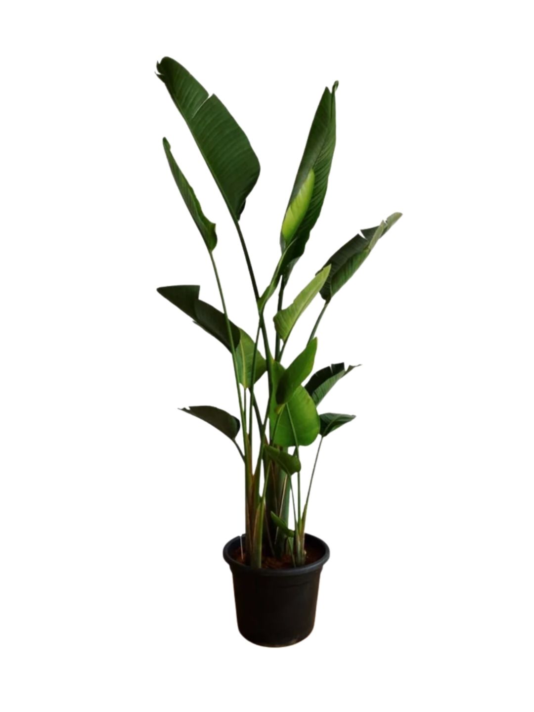 Natural Strelizia Nicolai Plant 150cm 0