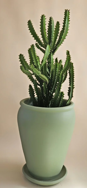 Euphoria in Earth green Pot 0