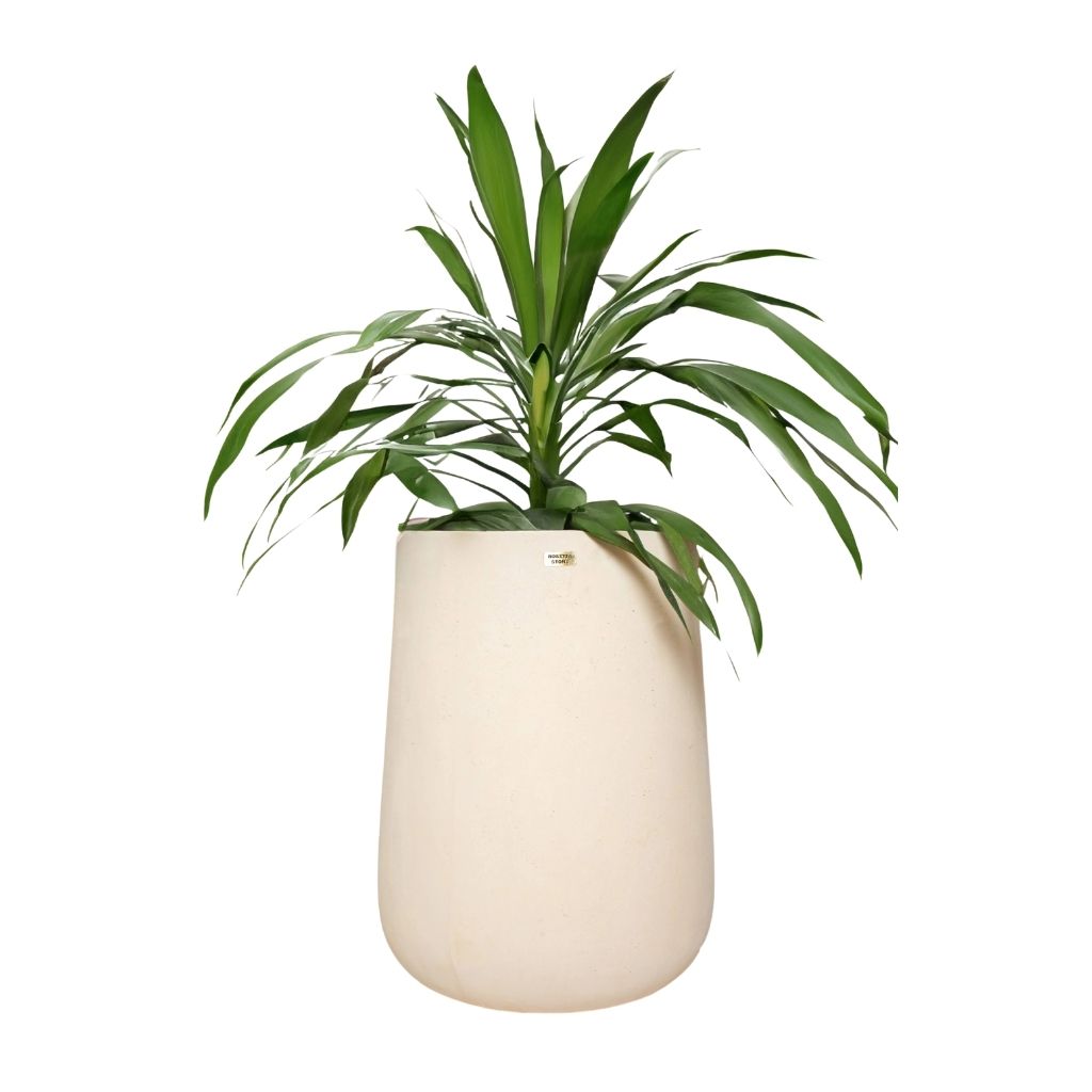 Sia Planter From Cast Stone 0