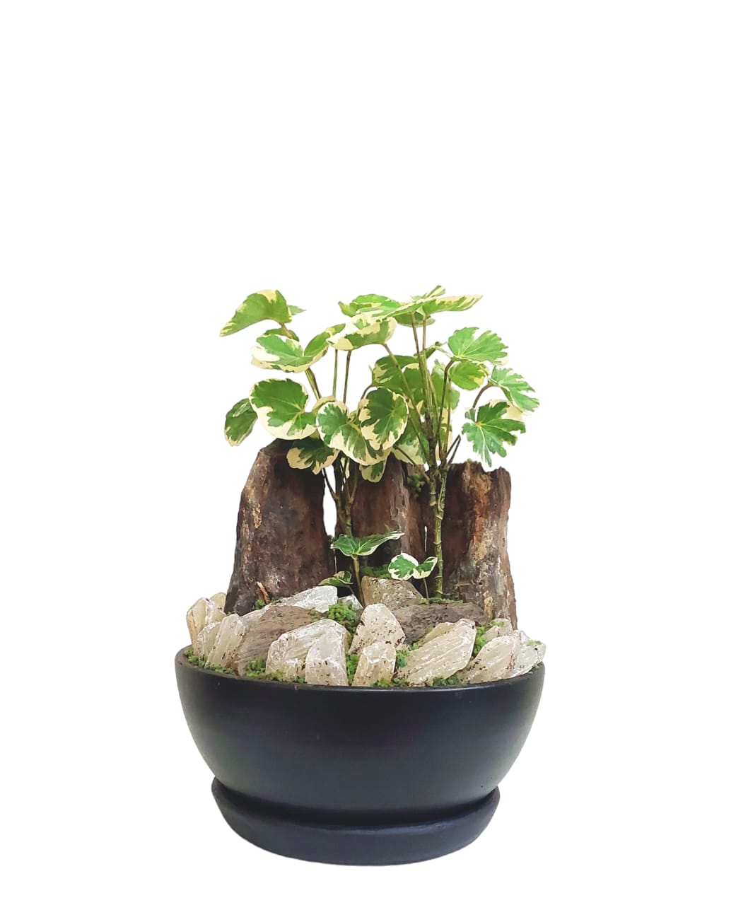 Mountain View Set With Matt Pot 0