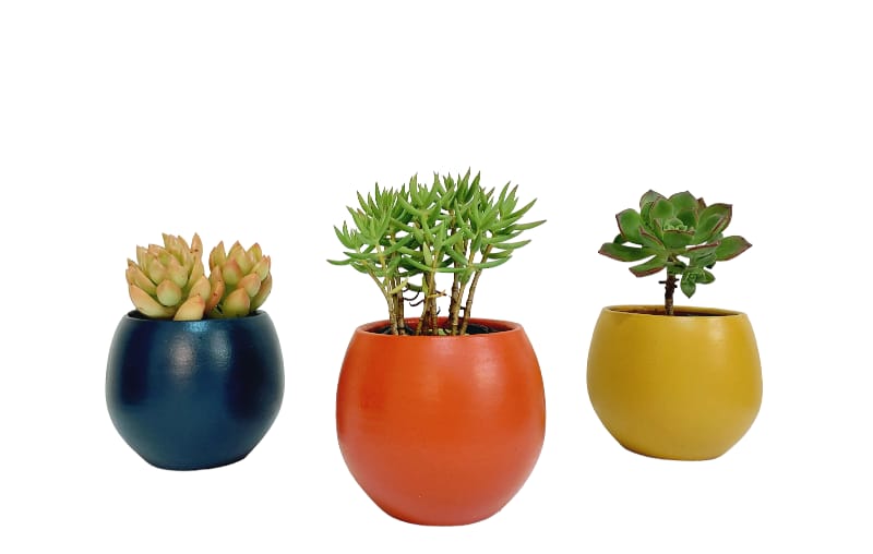 Groovy Cactus Set 0