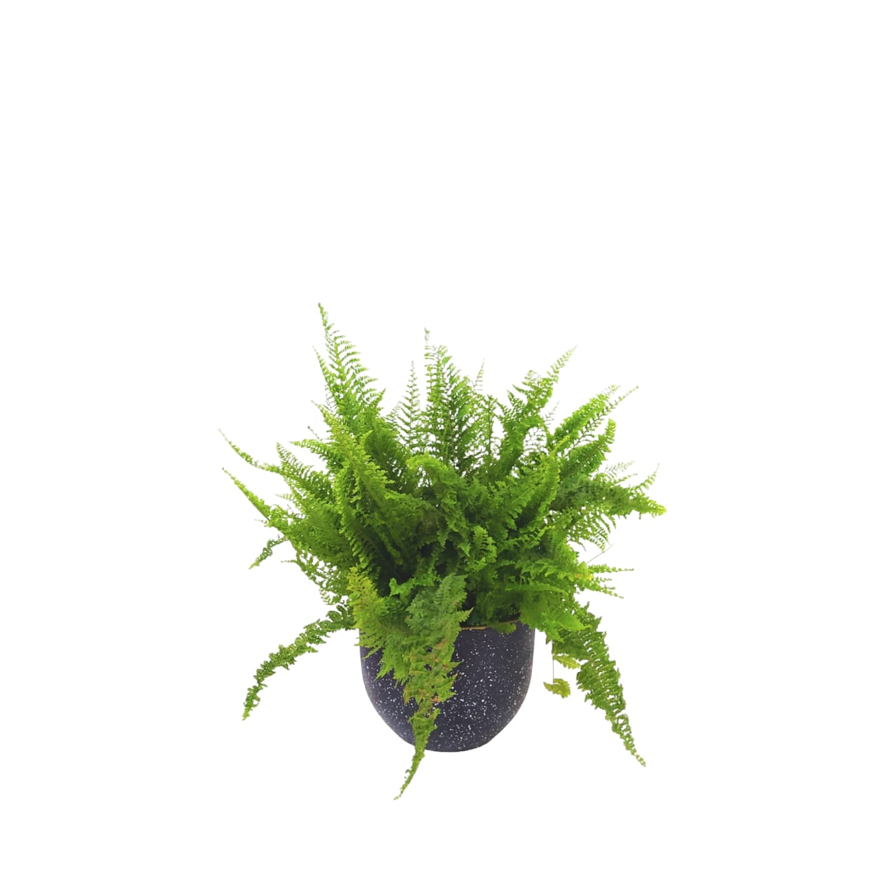 Boston Fern with a terrazzo black pot 0