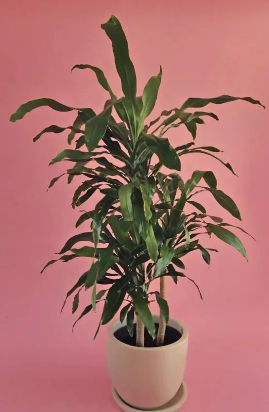 Dracena Corn with Plant Pot 1