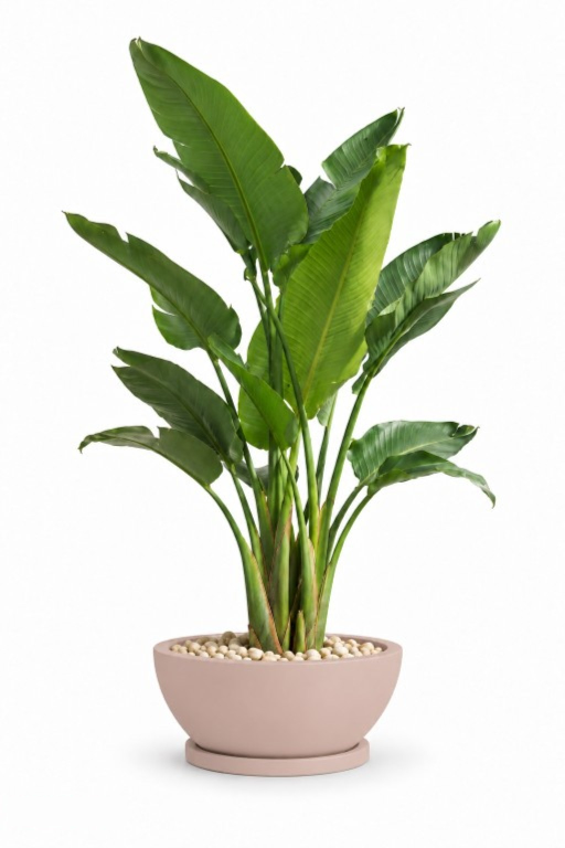 Natural Augusta In Bowl